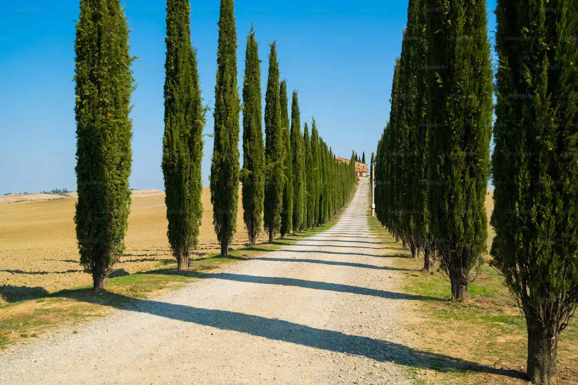 Camino bordeado de cipreses en la campiña de la Toscana, Italia